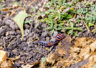 Painted Grass hoppers photo taken in Queretaro Mexico where they can be found abundant in the fields.