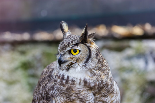 The great horned owl, also known as the tiger owl or the hoot owl, is a large owl native to the Americas. It is an extremely adaptable bird with a vast range and is a common  true owl in the Americas