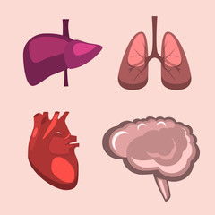 Human internal organs vector liver, brain, lungs, heart medicine anatomy.