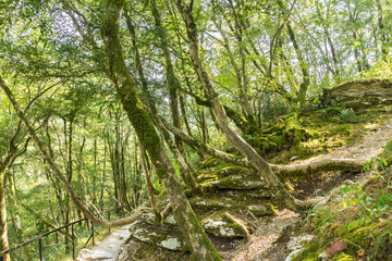 Safe guard in the yew-box grove of the Caucasus