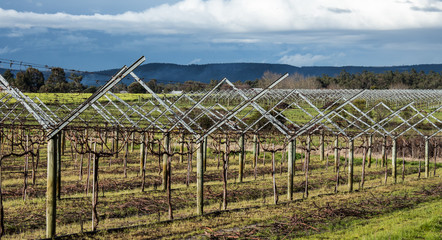 Grape vineyard plantation with vines on trellis against mountain background