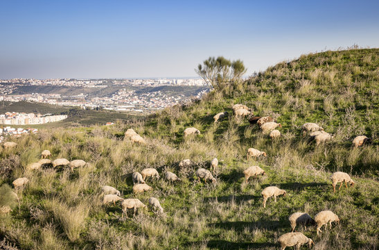 sheep grazing on a hill next to a city