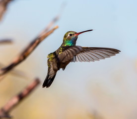 Broad Billed Hummingbird. Using different backgrounds the bird becomes more interesting and blends with the colors. These birds are native to Mexico and brighten up most gardens where flowers bloom.