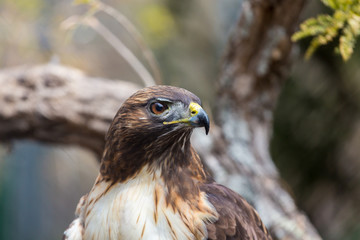The red-tailed hawk is a bird of prey, one of three species colloquially known in the United States as the chickenhawk, though it rarely preys on standard sized chickens.