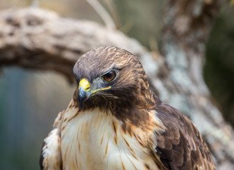 The red-tailed hawk is a bird of prey, one of three species colloquially known in the United States as the chickenhawk, though it rarely preys on standard sized chickens.