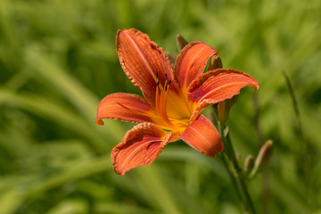 Tiger Lily