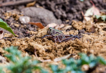 Grass hoppers photo taken in Queretaro Mexico where they can be found abundant in the fields.