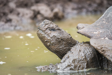 Close up of giant turtle covered with mod in El Chato Tortoise Reserve, Gallapagos Island, Ecuador
