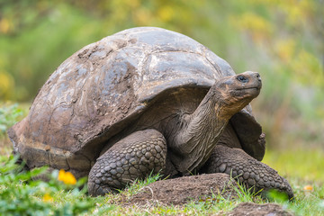 Galapagos giant turtle in El Chato Tortoise Reserve, Galapagos Island, Ecuador