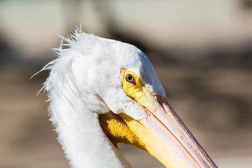 The American white pelican is a large aquatic soaring bird from the order Pelecaniformes. It breeds in interior North America, moving south and to the coasts, as far as Central America, in winter. 