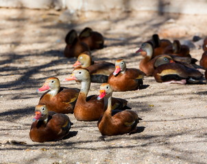 Fototapeta premium The whistling ducks or tree ducks are a subfamily, of the duck, goose and swan family of birds. They are not true ducks.