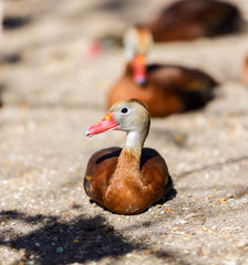 The whistling ducks or tree ducks are a subfamily, of the duck, goose and swan family of birds....