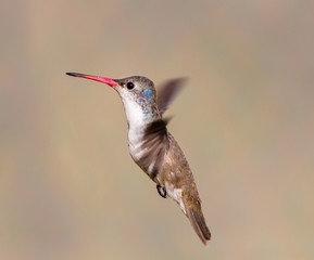 Violet Crowned Hummingbird. Using different backgrounds the bird becomes more interesting and blends with the colors. These birds are native to Mexico and brighten up most gardens where flowers bloom.