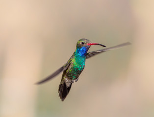 Broad Billed Hummingbird. Using different backgrounds the bird becomes more interesting and blends with the colors. These birds are native to Mexico and brighten up most gardens where flowers bloom.
