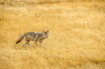 Yellowstone Coyote 