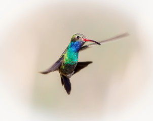 Fototapeta premium Broad Billed Hummingbird. Using different backgrounds the bird becomes more interesting and blends with the colors. These birds are native to Mexico and brighten up most gardens where flowers bloom.
