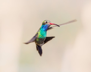 Fototapeta premium Broad Billed Hummingbird. Using different backgrounds the bird becomes more interesting and blends with the colors. These birds are native to Mexico and brighten up most gardens where flowers bloom.