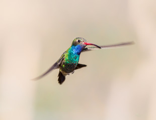 Fototapeta na wymiar Broad Billed Hummingbird. Using different backgrounds the bird becomes more interesting and blends with the colors. These birds are native to Mexico and brighten up most gardens where flowers bloom.