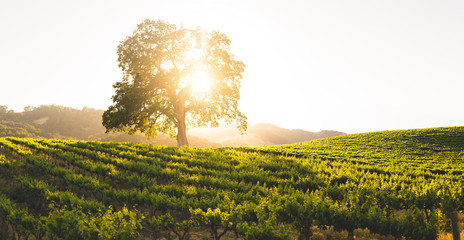 Vineyard Sunset