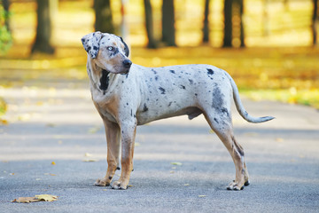 Young Louisiana Catahoula Leopard dog staying on an asphalt at autumn