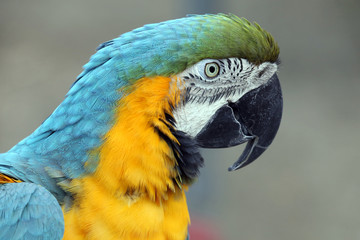 Macaw