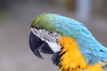 Macaw