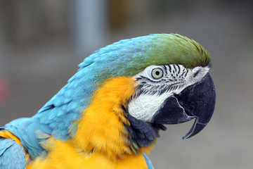 Macaw