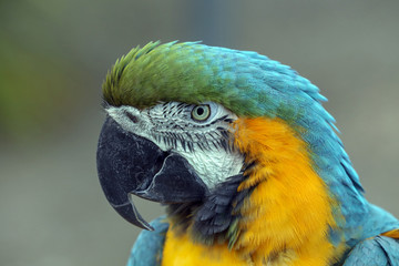 Macaw