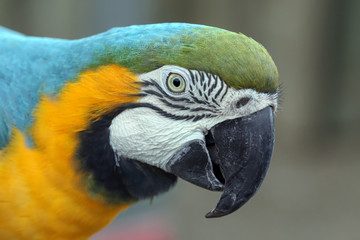 Macaw