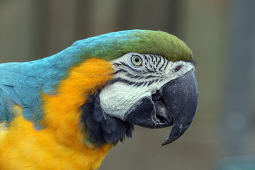Macaw