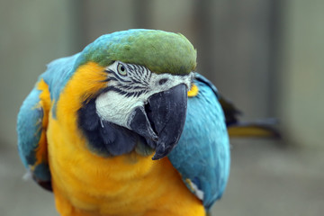 Macaw