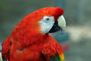 Green-Winged Macaw
