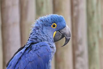 Hyacinth Macaw