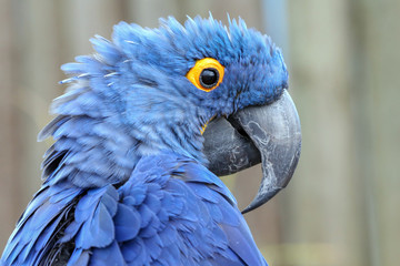Hyacinth Macaw