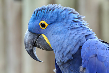 Hyacinth Macaw