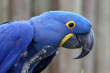 Hyacinth Macaw