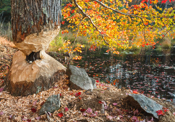 Beaver Chewed Tree Surrounded By Fall Foliage