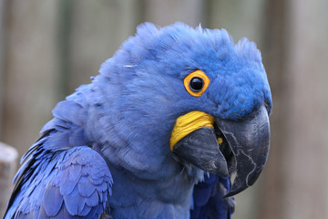 Hyacinth Macaw