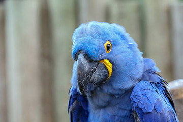 Hyacinth Macaw