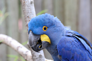 Hyacinth Macaw