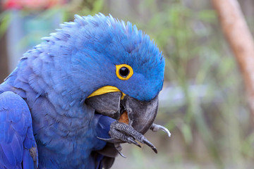 Hyacinth Macaw