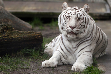 White Tiger