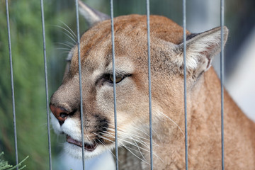 Naklejka premium Puma