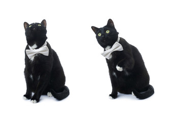 Sitting black cat isolated over the white background