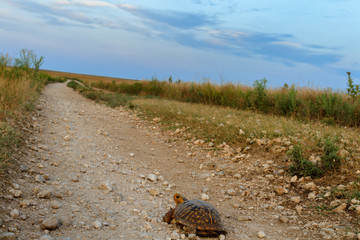 Tallgrass Prairie Turtle