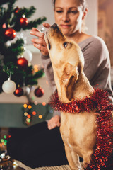 Woman cuddling dog and decorating christmas tree