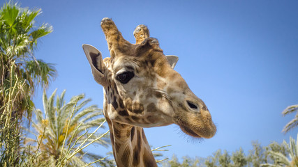 Obraz premium Giraffe Head