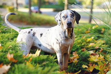 The portrait of a young Louisiana Catahoula Leopard dog staying in autumn park
