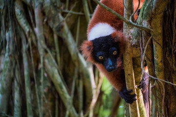 Red, black and white lemur hagning from a tree