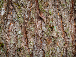 Fir Tree bark - East Coast Canada